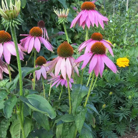 Апартаменты Qi Gong Haus