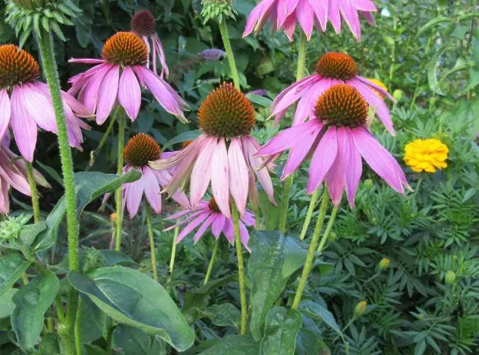 Lejlighed Qi Gong Haus